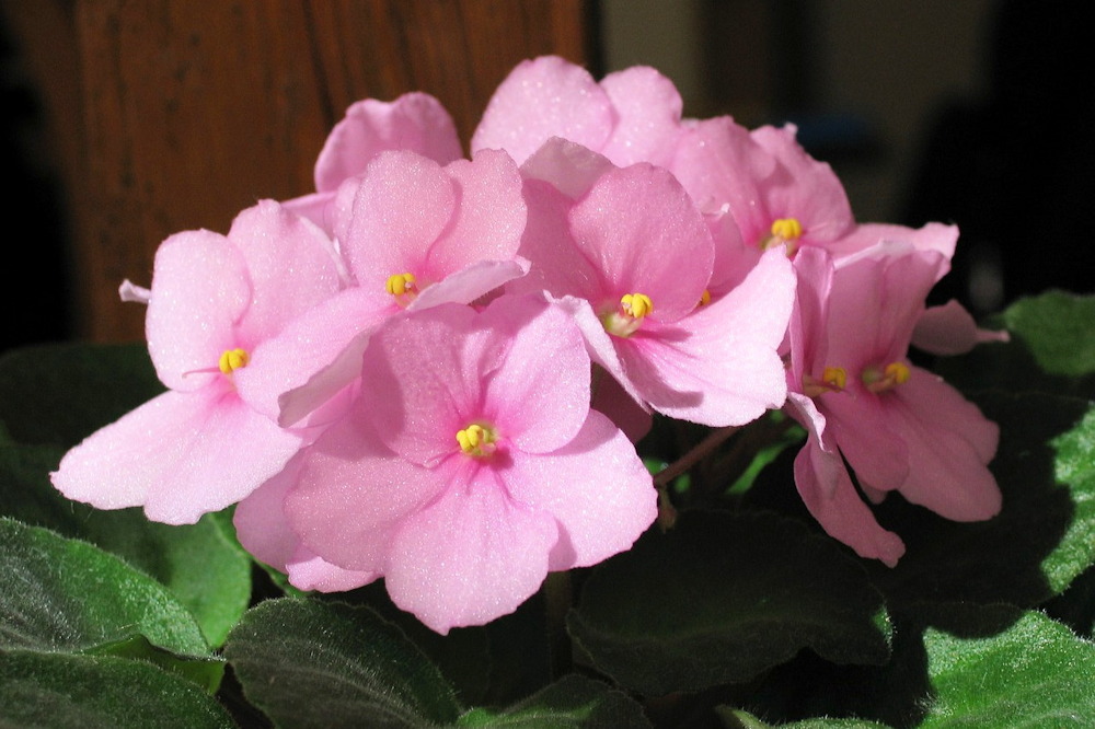 From Petals to Presents: Celebrating Christmas with African Violets ...
