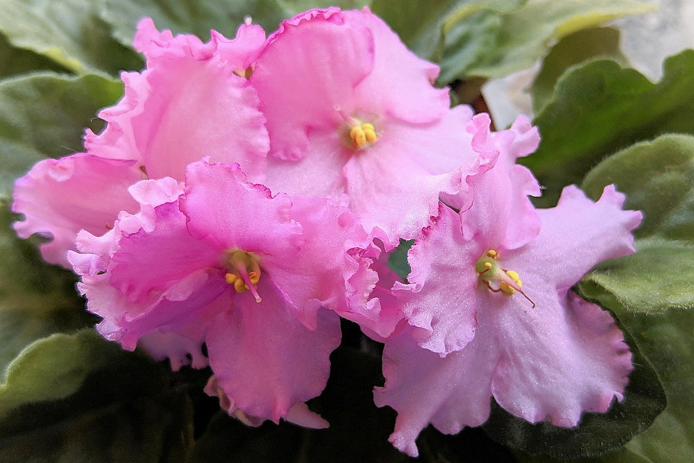 From Petals to Presents: Celebrating Christmas with African Violets ...