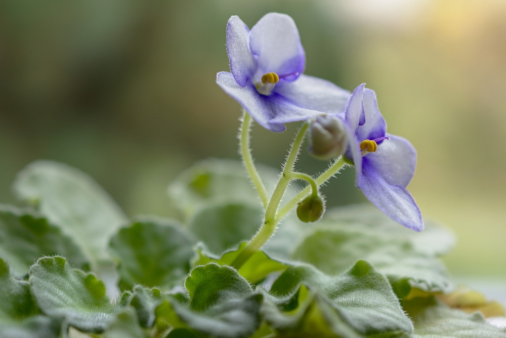 Celebrating Christmas with African Violets