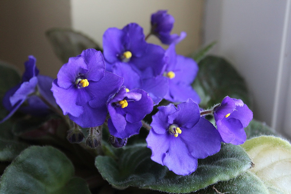 Celebrating Christmas with African Violets