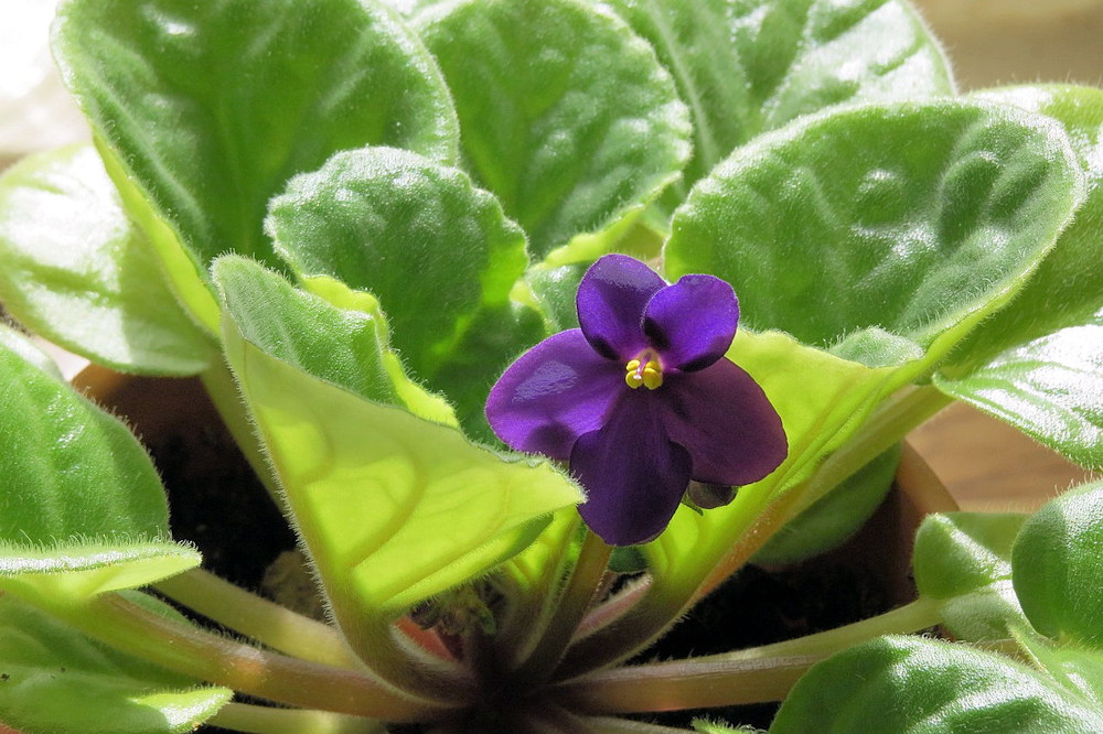Celebrating Christmas with African Violets