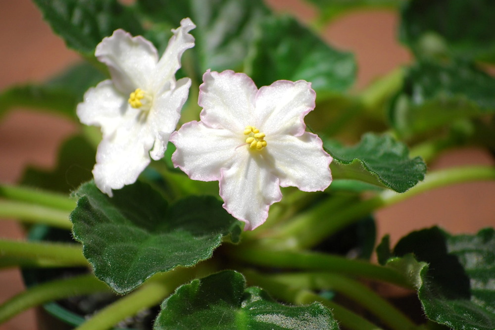 Celebrating Christmas with African Violets