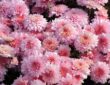 Prolonging the Blooming Period of Chrysanthemums