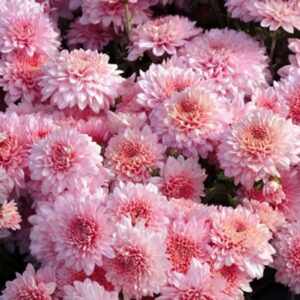 Prolonging the Blooming Period of Chrysanthemums