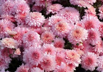 Prolonging the Blooming Period of Chrysanthemums