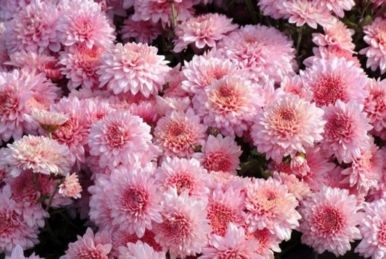 Prolonging the Blooming Period of Chrysanthemums