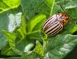 How to Stop the Colorado Potato Beetle
