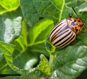 How to Stop the Colorado Potato Beetle
