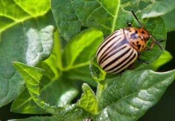 How to Stop the Colorado Potato Beetle
