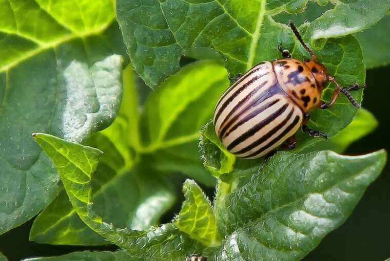 How to Stop the Colorado Potato Beetle