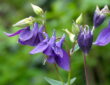 Columbine: The Enchanting Granny’s Bonnet