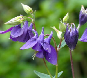 Columbine: The Enchanting Granny’s Bonnet