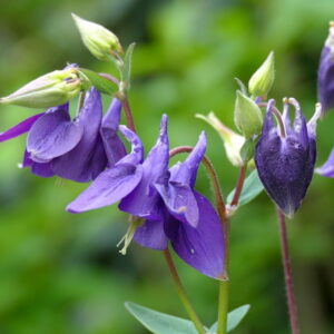 Columbine: The Enchanting Granny’s Bonnet