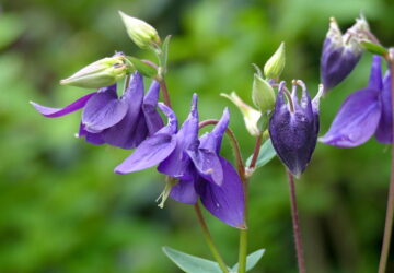 Columbine: The Enchanting Granny’s Bonnet