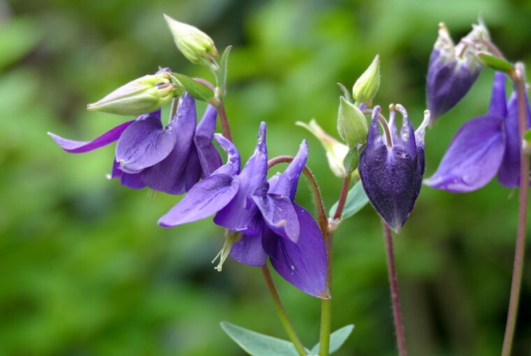 Columbine: The Enchanting Granny’s Bonnet