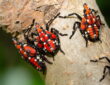 Latest Threats from Invasive Pests and Plant Diseases