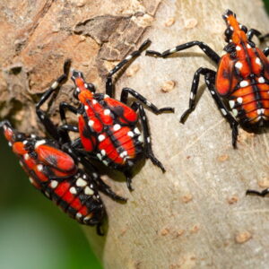 Latest Threats from Invasive Pests and Plant Diseases