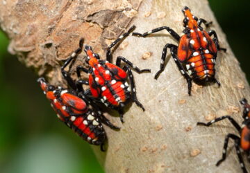 Latest Threats from Invasive Pests and Plant Diseases