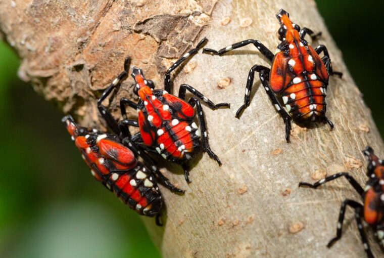 Latest Threats from Invasive Pests and Plant Diseases