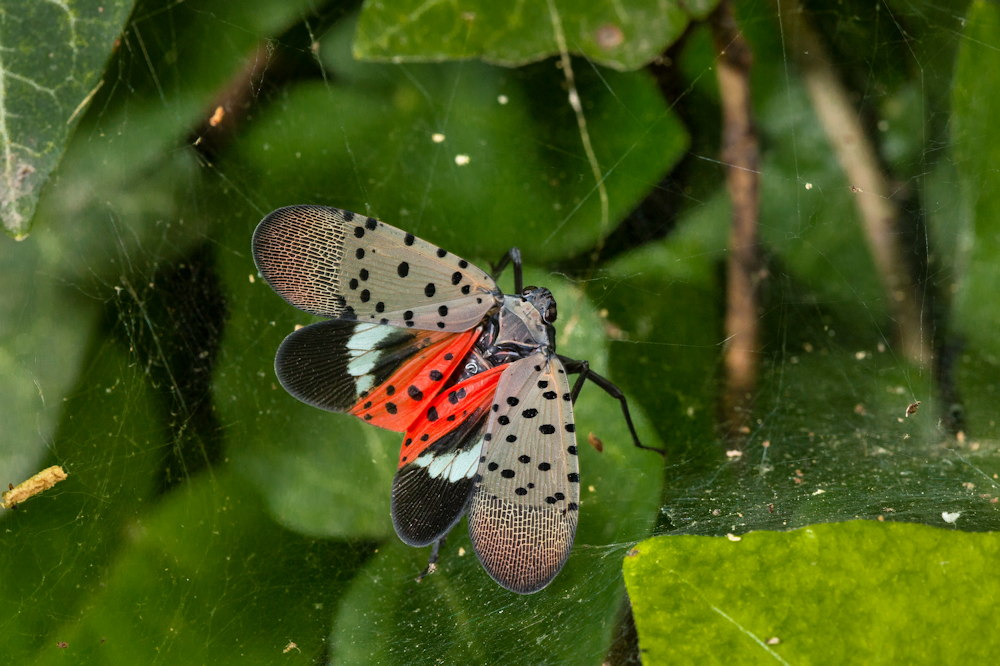 The Latest Threats from Invasive Pests and Plant Diseases