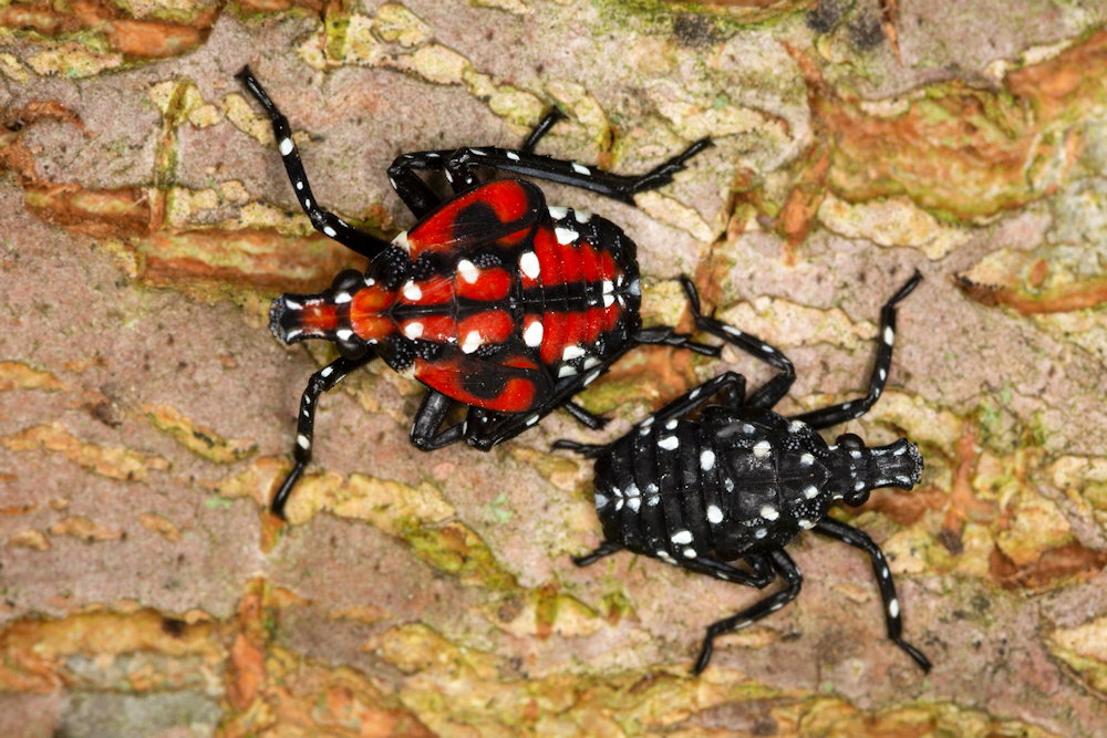 The Latest Threats from Invasive Pests and Plant Diseases