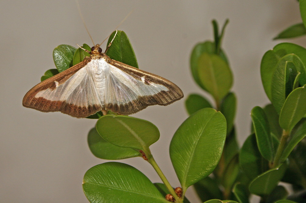 The Latest Threats from Invasive Pests and Plant Diseases