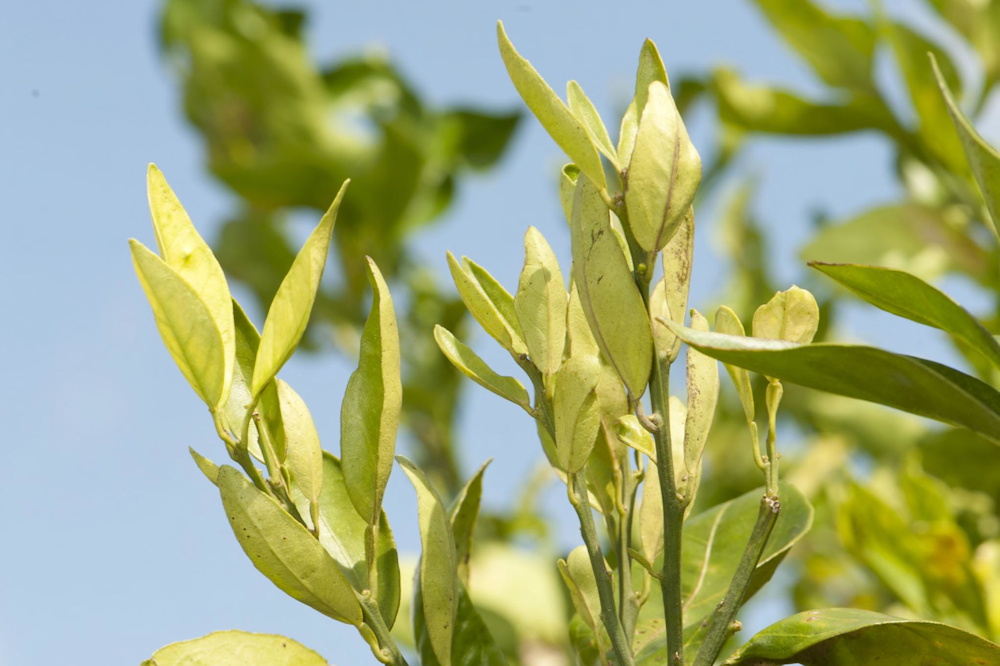 The Latest Threats from Invasive Pests and Plant Diseases