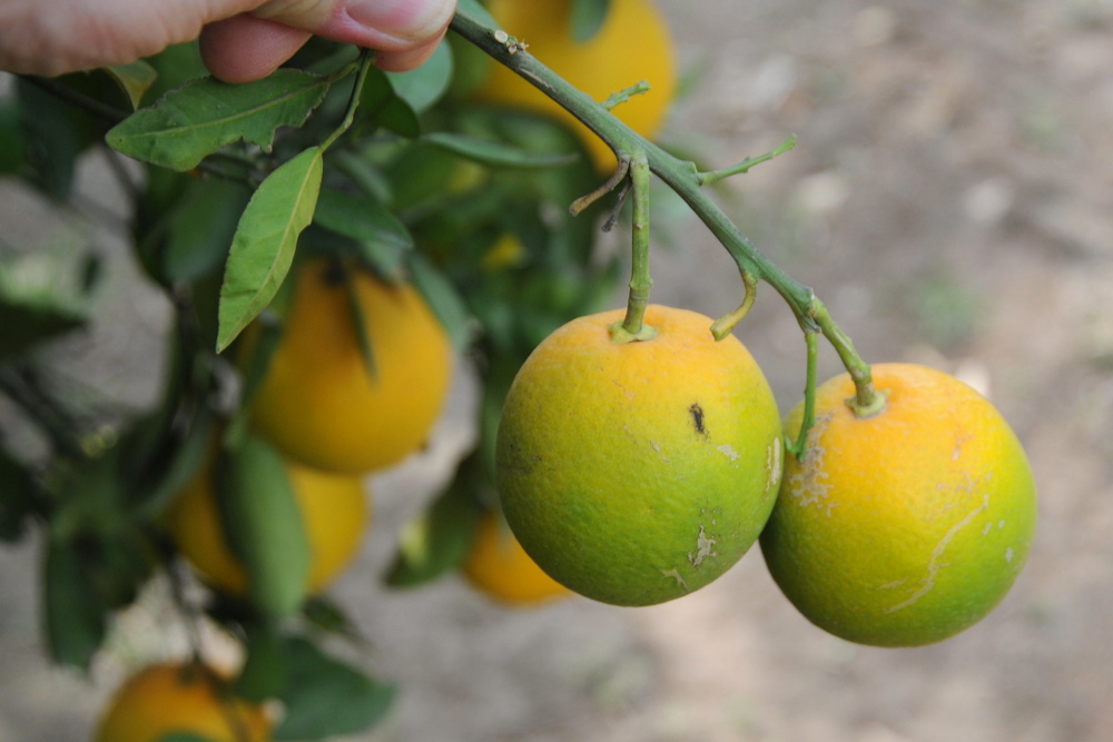 The Latest Threats from Invasive Pests and Plant Diseases