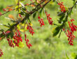 Common Barberry: Packed with Vitamin C