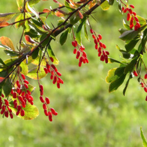 Common Barberry: Packed with Vitamin C