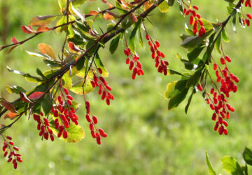 Common Barberry: Packed with Vitamin C