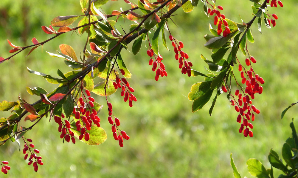 Common Barberry: Packed with Vitamin C