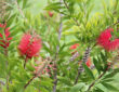 Turn Your Balcony into a Pollinator Paradise with the Dazzling Red Bottlebrush
