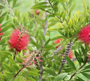 Turn Your Balcony into a Pollinator Paradise with the Dazzling Red Bottlebrush