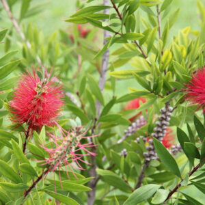 Turn Your Balcony into a Pollinator Paradise with the Dazzling Red Bottlebrush