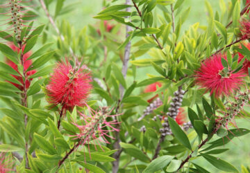 Turn Your Balcony into a Pollinator Paradise with the Dazzling Red Bottlebrush