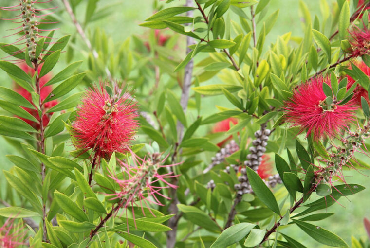 Turn Your Balcony into a Pollinator Paradise with the Dazzling Red Bottlebrush