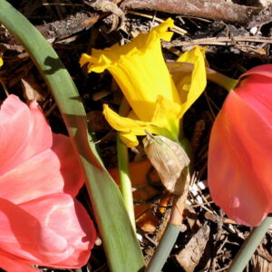 What's Compostable and What's Not