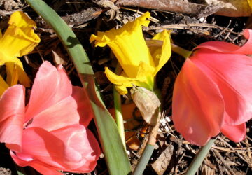 What's Compostable and What's Not