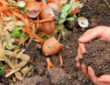 Composting Kitchen Waste