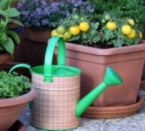 Small-Space Gardening on Your Terrace or Balcony