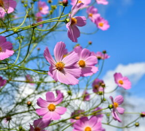 The Cosmos Conundrum