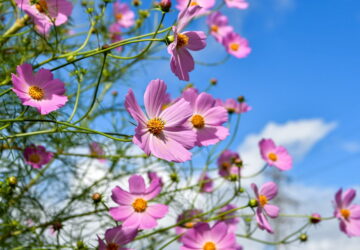 The Cosmos Conundrum