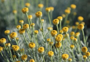 Cotton Lavender in Your Garden