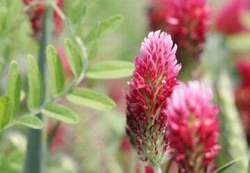 Plant a Cover Crop in Your Garden