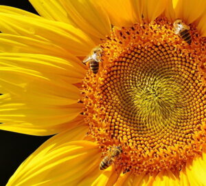 Importance of Bee Pastures