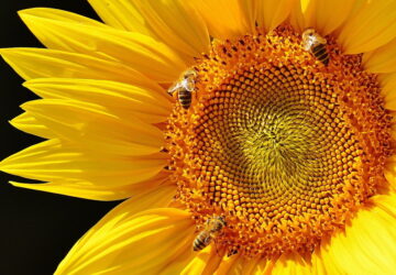 Importance of Bee Pastures