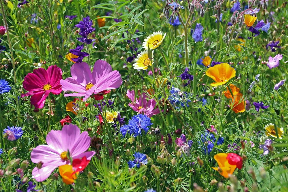 Creating a Buzz: The Importance and Beauty of Bee Pastures – Garden Guide