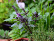Tips for Cultivating Your Own Herb Garden