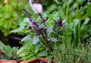 Tips for Cultivating Your Own Herb Garden